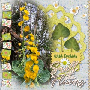 Wild Orchids