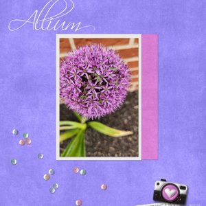 Allium