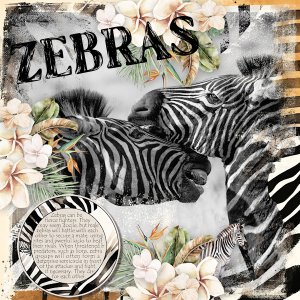 Zebras