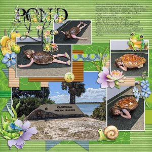 Turtle Fun