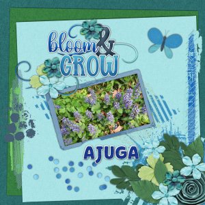 Ajuga