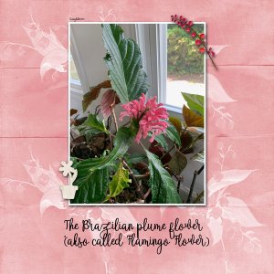 Flamingo Plant