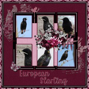 European_Starling_small