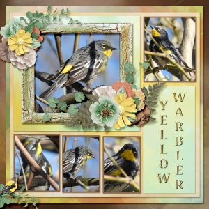 Yellow_Warbler_small2