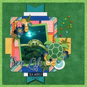 Turtle Time