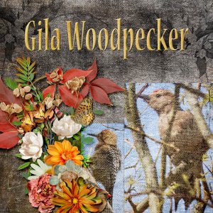 Gila_Woodpecker_small