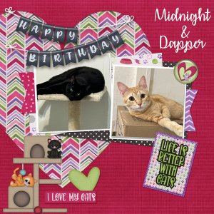 Happy Birthday Midnight and Dapper!