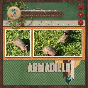 Armadillo