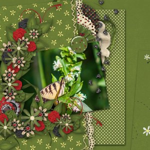butterfly love