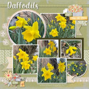 Daffodils