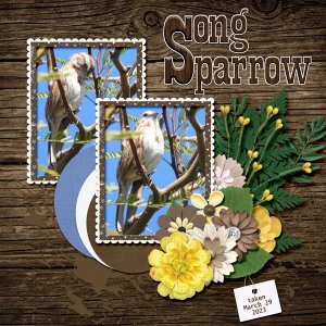 Song_Sparrow_small3