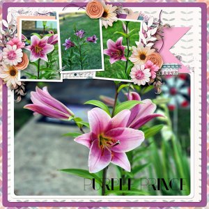 Purple Prince Lily