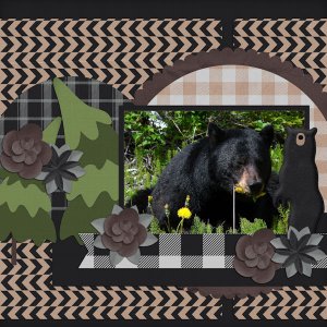 Black Bears QP