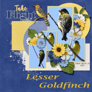 Lesser_Goldfinch_small1