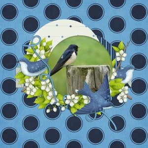 Swallows QP