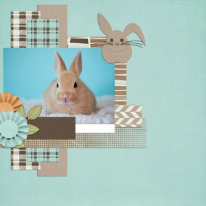Mr Rabbit QP