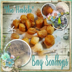 Bay Scallops