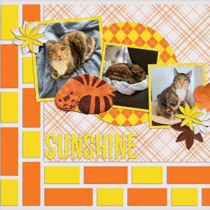 Animal Quick Page Bundle 1, Funny Cats