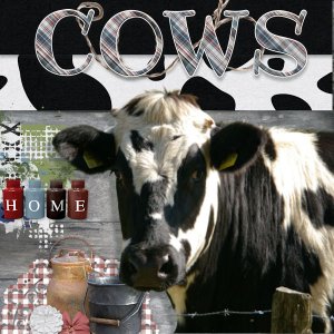Cows