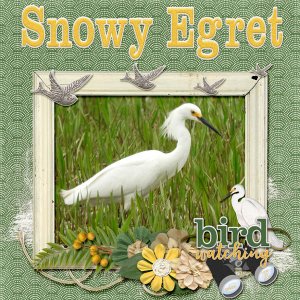 Snowy_Egret_small
