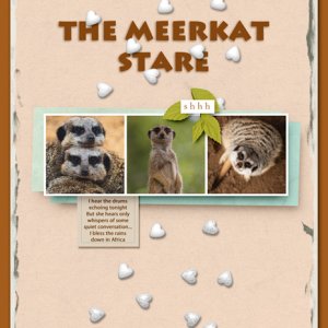 The Meerkat Stare
