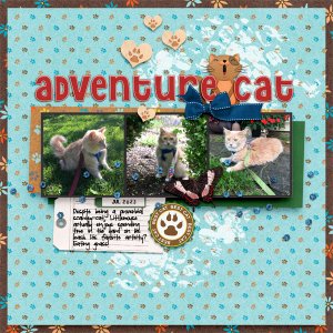 Adventure Cat