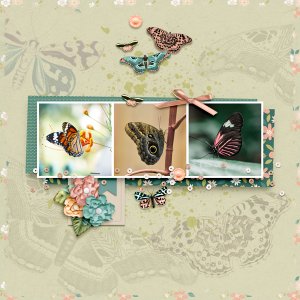 What a Day Butterfly