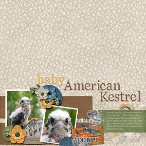 American_Kestrel-young_small_vol_84_white_space_and_birdsong
