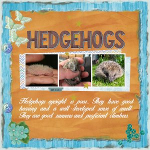 HEDGEHOGS