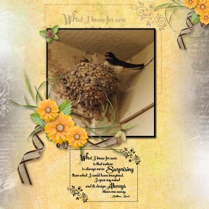 Barn Swallows