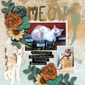 Meow11
