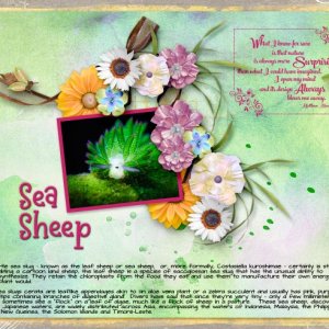 Sea Sheep