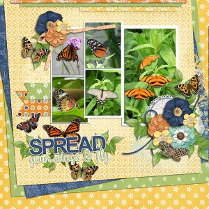 Butterflys