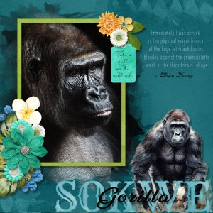 Sokwe