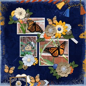 Monarch Butterflies