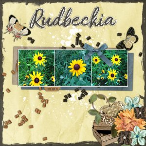 Rudbeckia