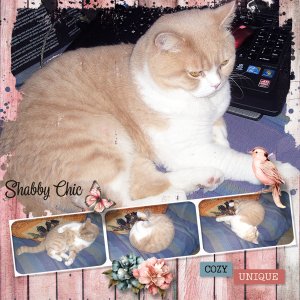 Shabby Chic