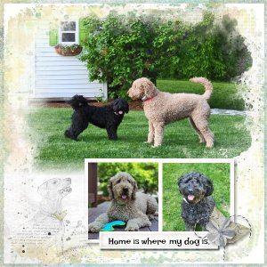 Home is Where my Dogs Are