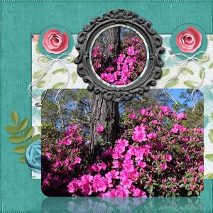 Azaleas in Bloom