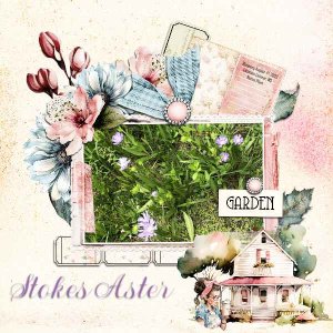 Stokes Aster August