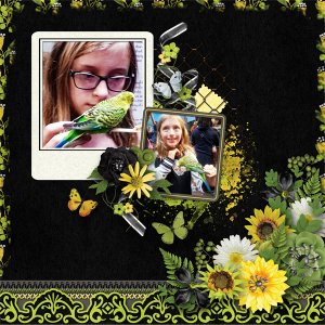 Little Bird