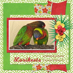Lorikeets at Butterfly World