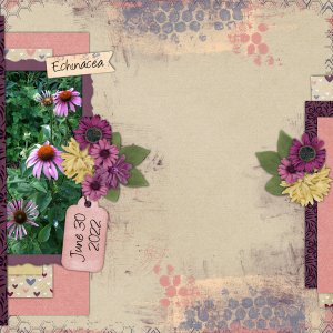 Echinacea