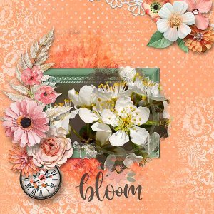 Bloom