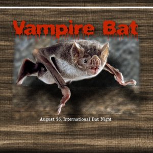 Vampire Bat