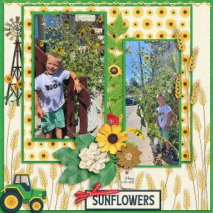 Tractors and Sunflowers