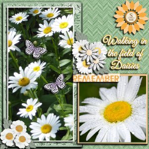 Daisies