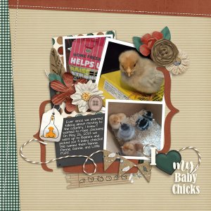 baby-chicks