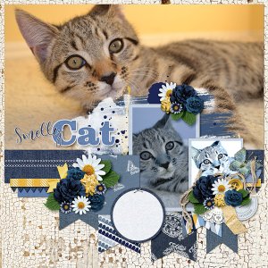 Smelly Cat