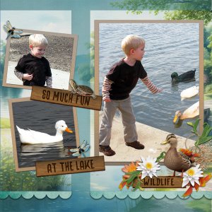 Feeding the Ducks